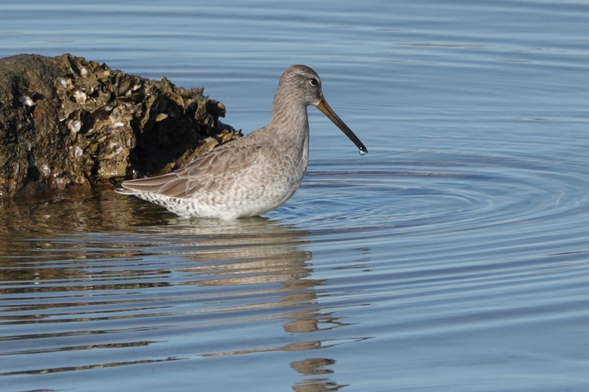 Short-billed Dowitcher - ML508169211