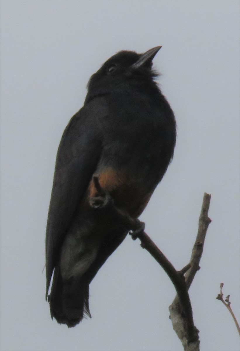 Swallow-winged Puffbird - Kathryn Clouston