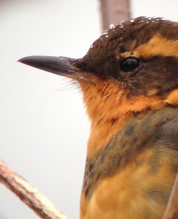 Varied Thrush - Carey Bergman