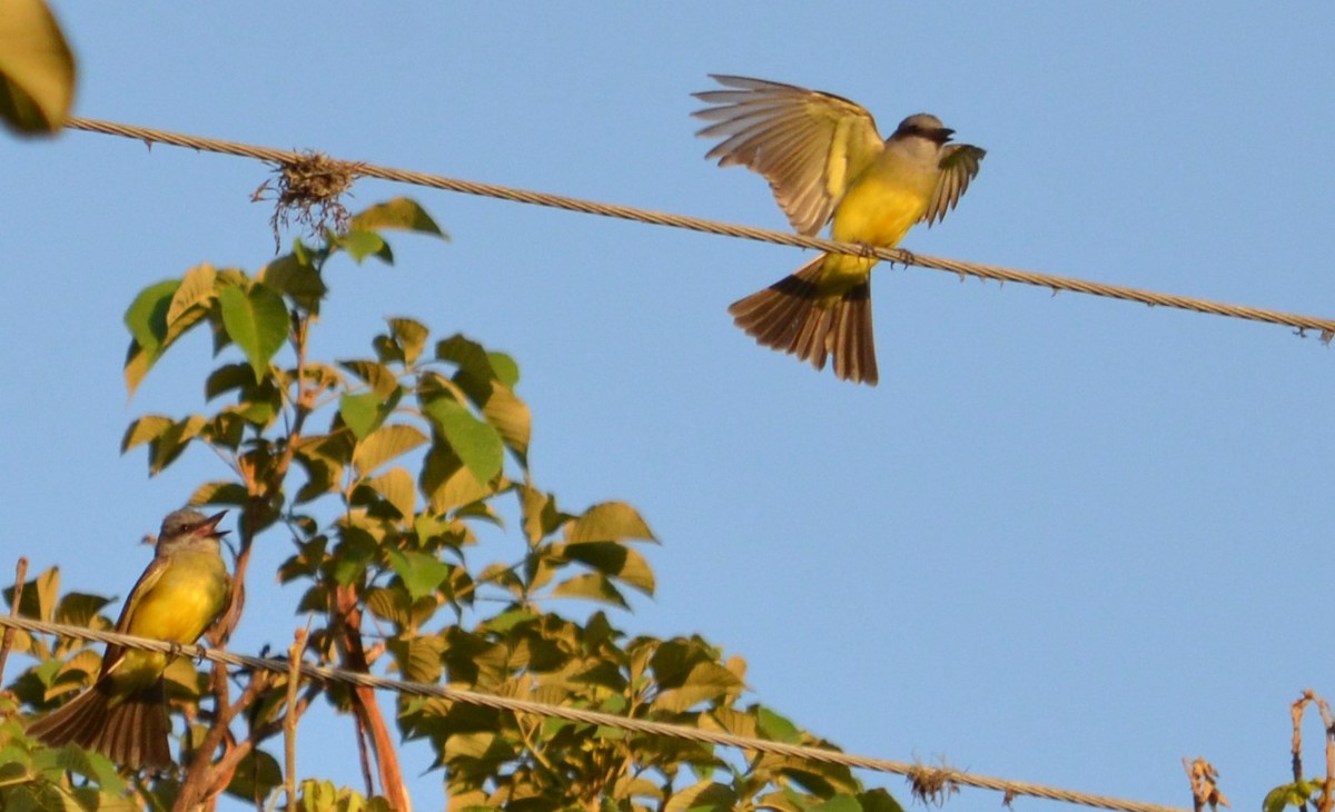 Tropical Kingbird - Viviana Fuentes