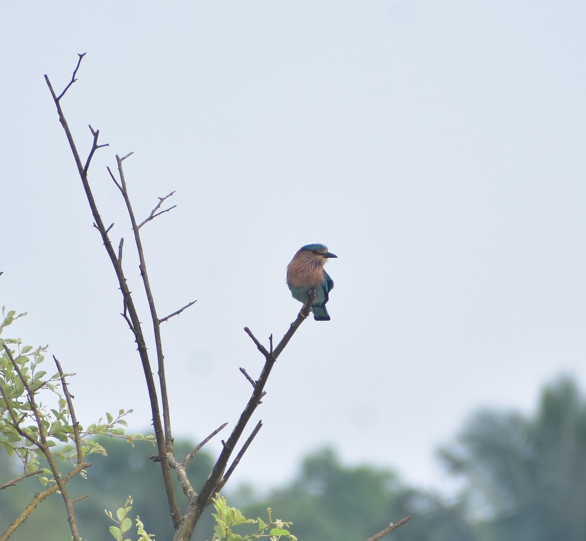 Indian Roller - ML508169681