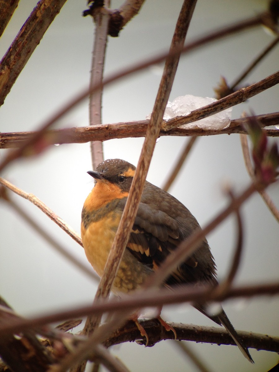 Varied Thrush - ML50817001