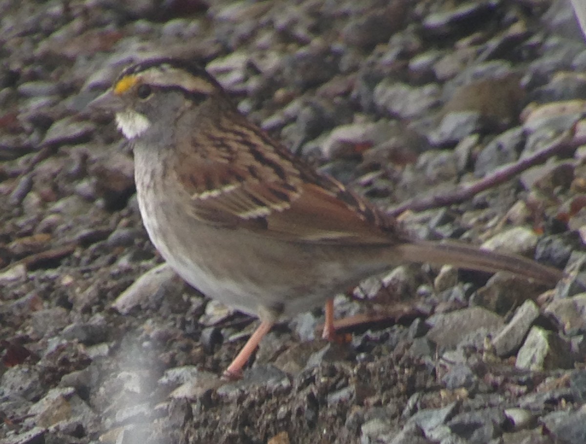 White-throated Sparrow - ML50817041