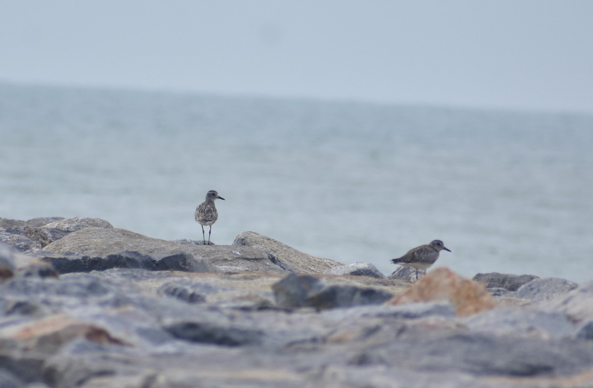 Black-bellied Plover - ML508171111