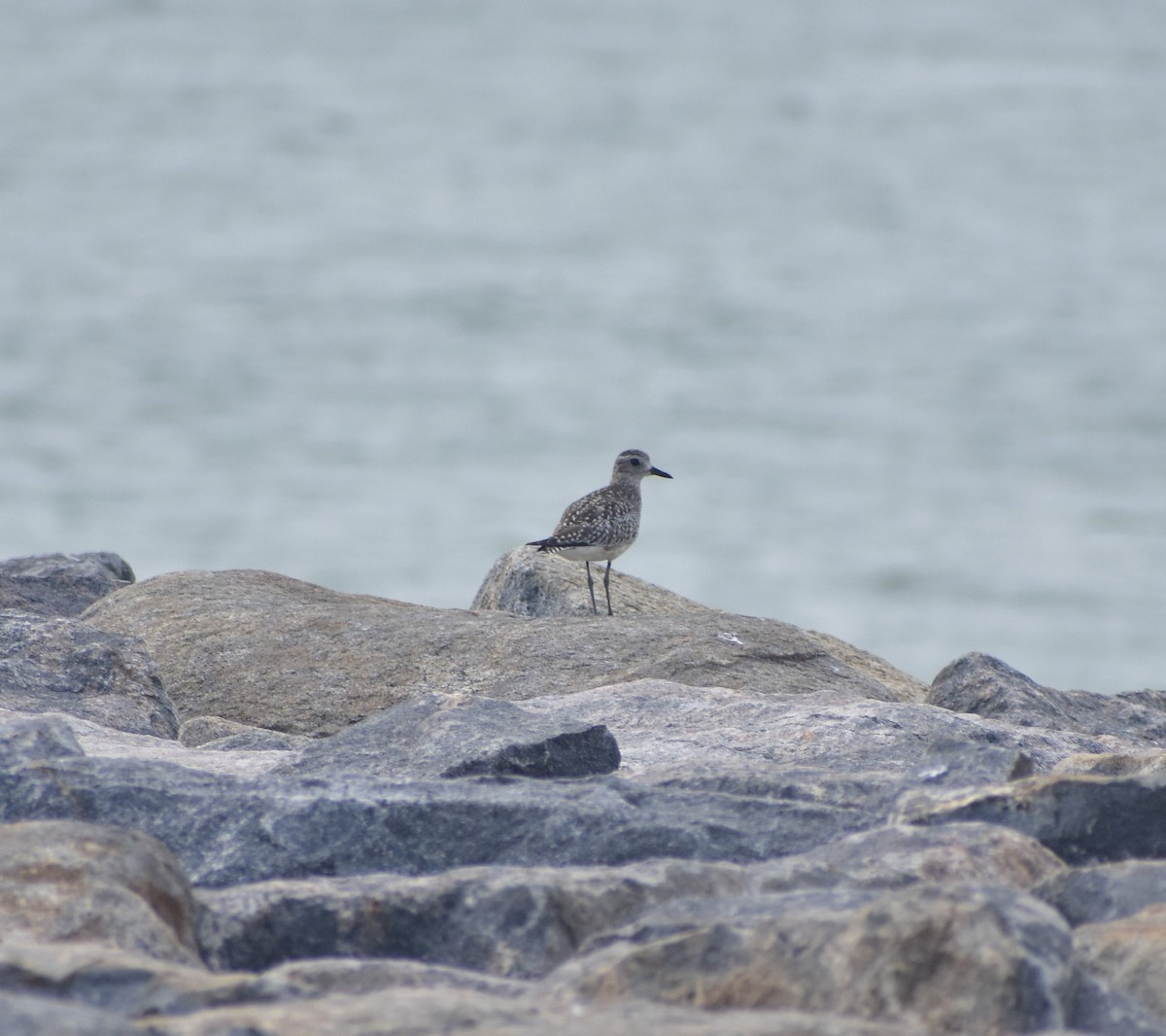 Black-bellied Plover - ML508171121