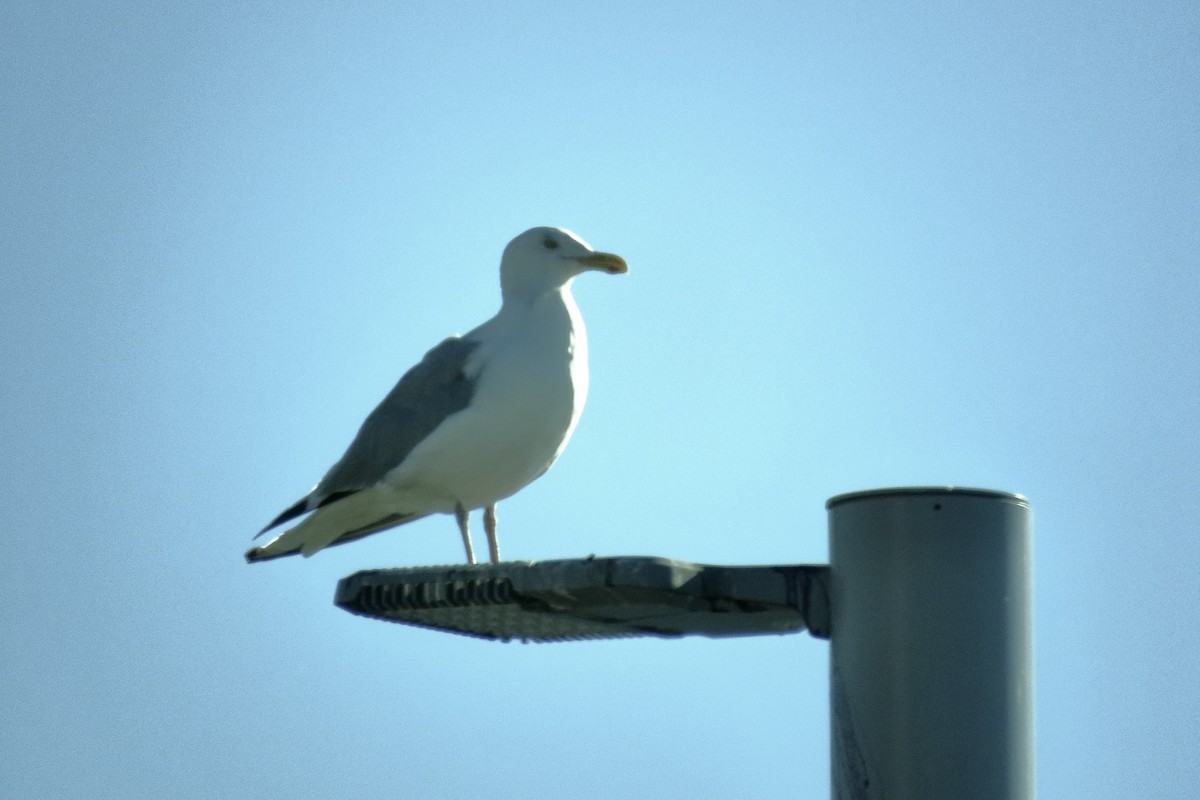 Great Black-backed Gull - ML508174841
