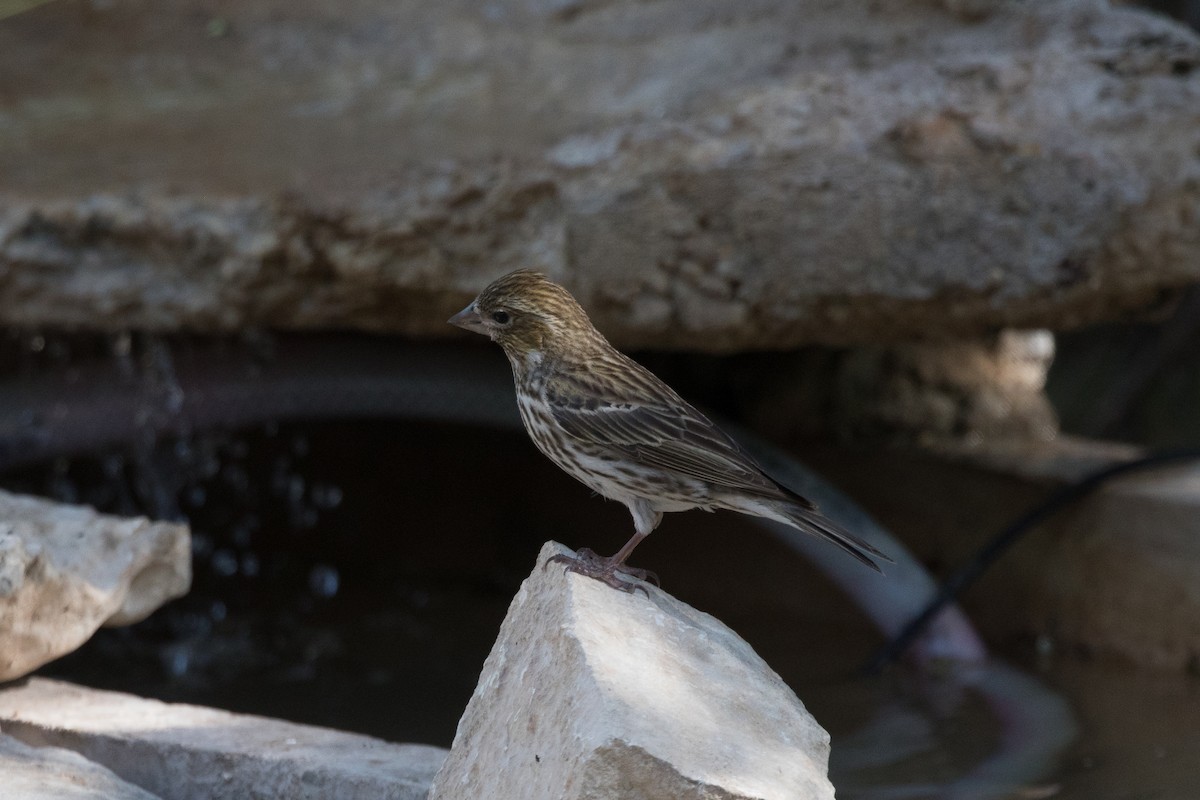 Cassin's Finch - ML508175001