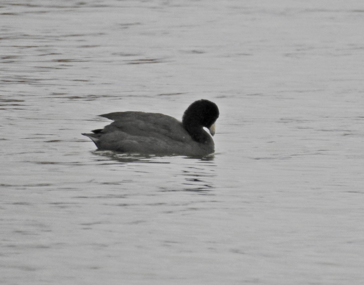 American Coot - ML50817501