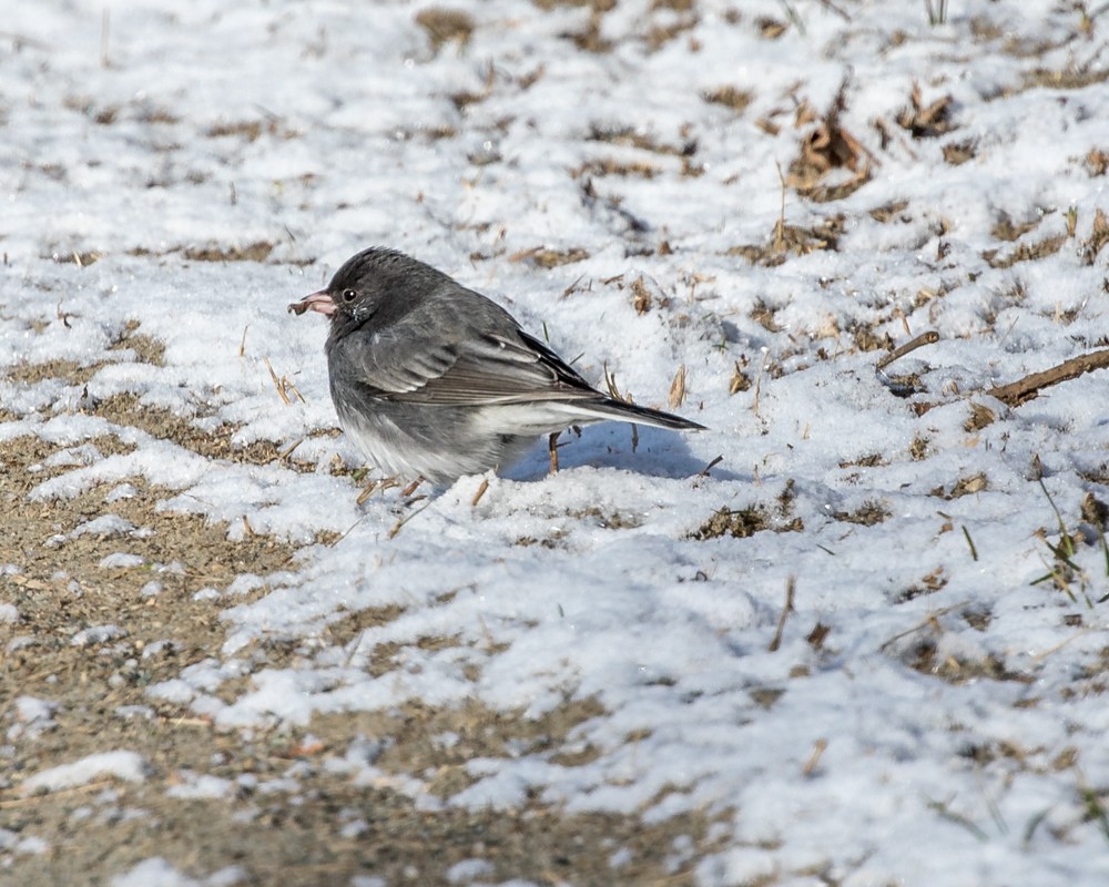 Юнко сірий (підвид hyemalis/carolinensis) - ML50817551