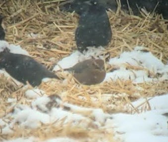 Rusty Blackbird - ML508175861