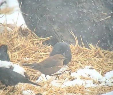 Rusty Blackbird - ML508175971