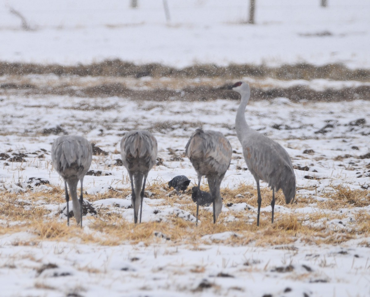 Sandhill Crane - Peter Olsoy