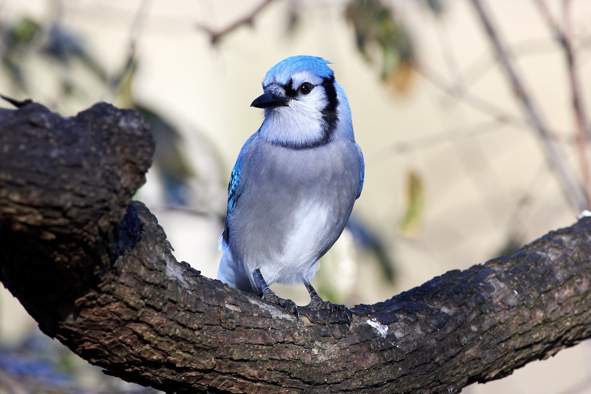 Blue Jay - ML508178001