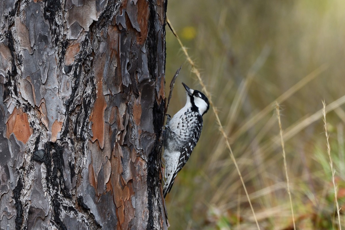 Red-cockaded Woodpecker - ML508178061
