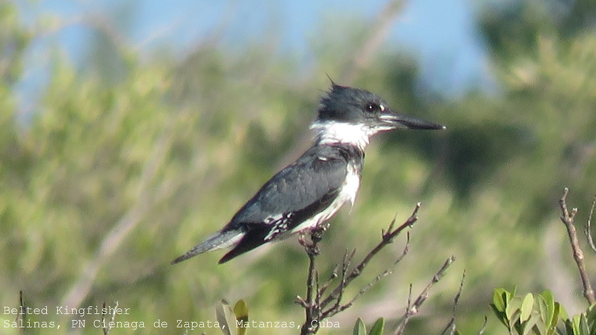 Belted Kingfisher - ML508178641