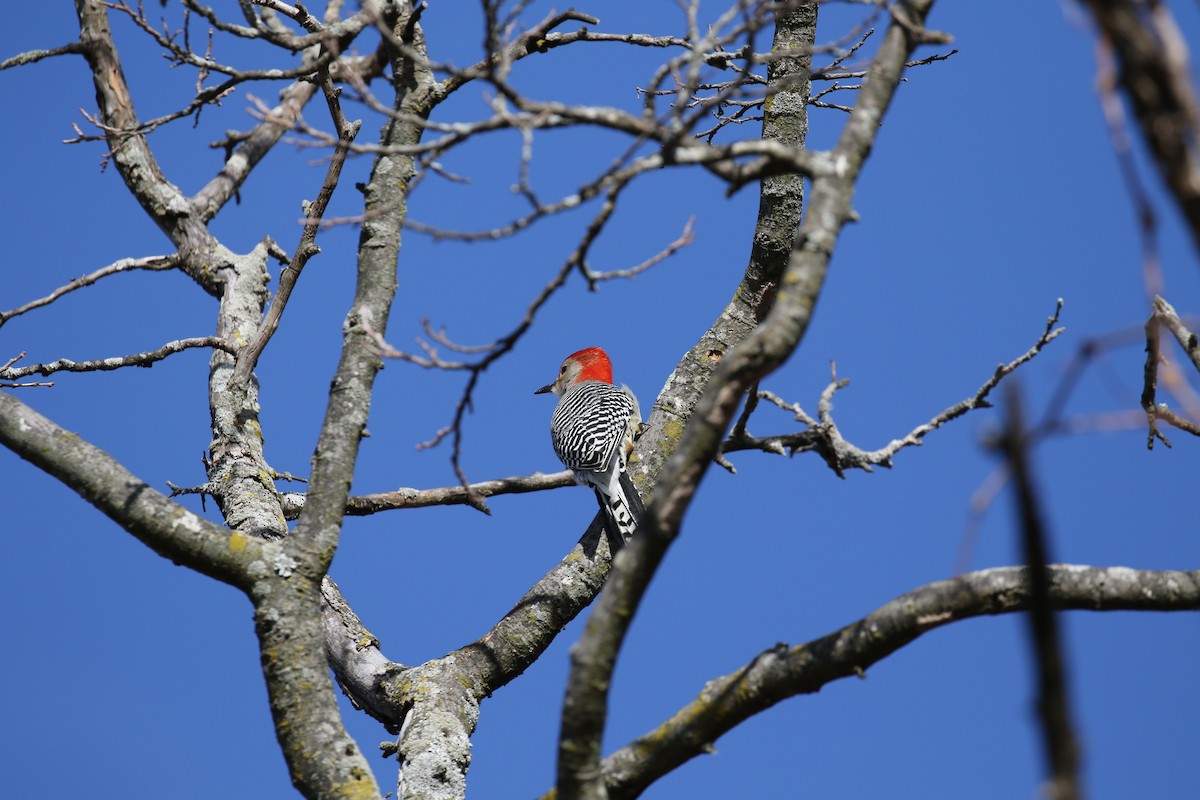 Red-bellied Woodpecker - ML508180521