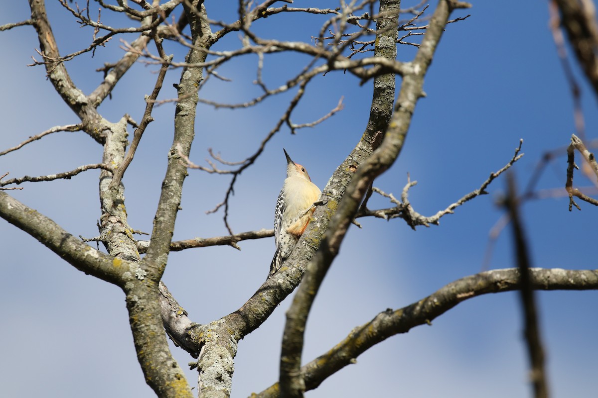 Red-bellied Woodpecker - ML508180531