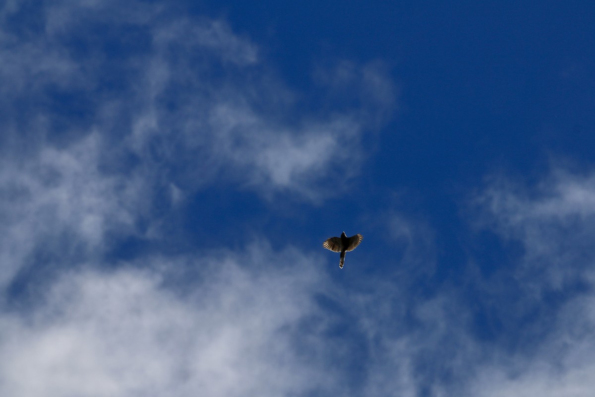 Cooper's Hawk - ML508180711