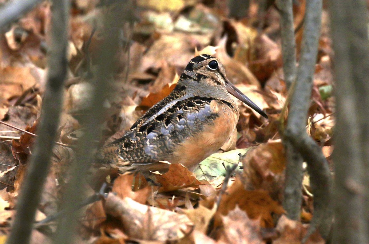 American Woodcock - ML508181081