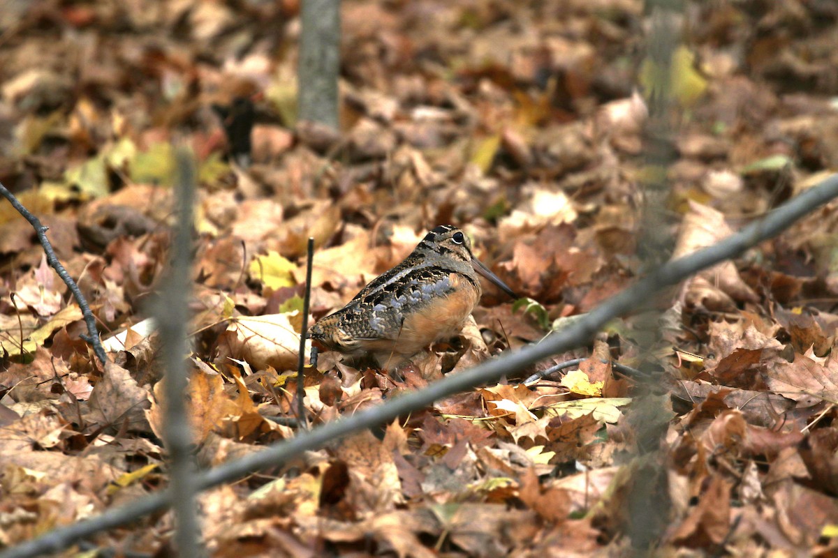 American Woodcock - ML508181091