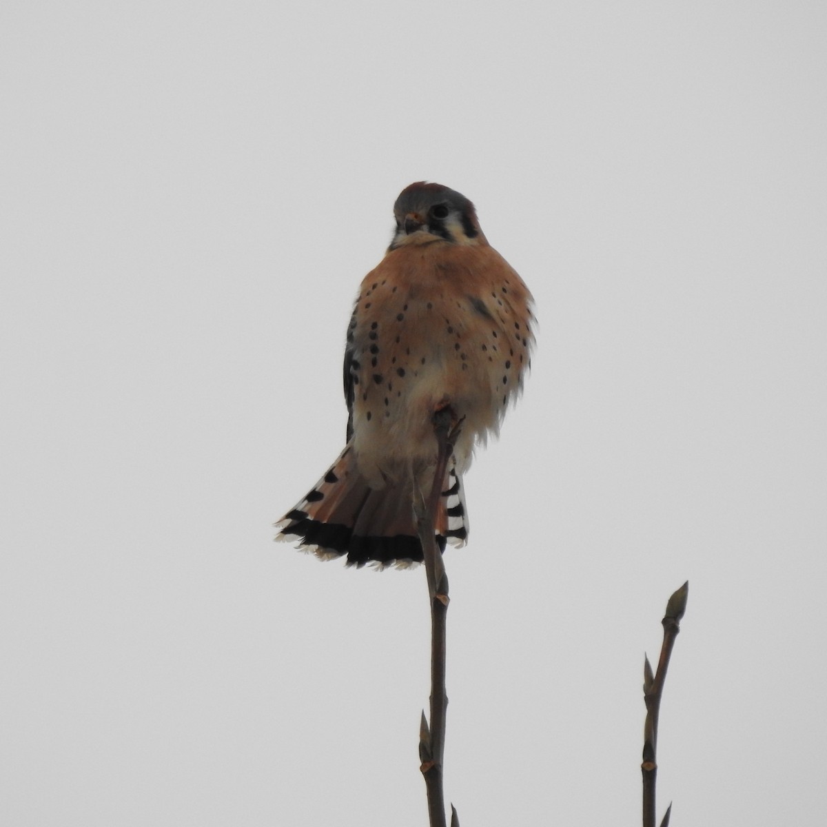 American Kestrel - ML508181121