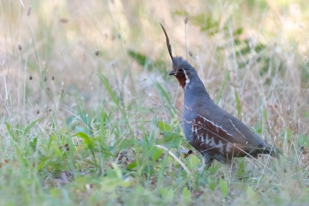 Mountain Quail - ML508181361