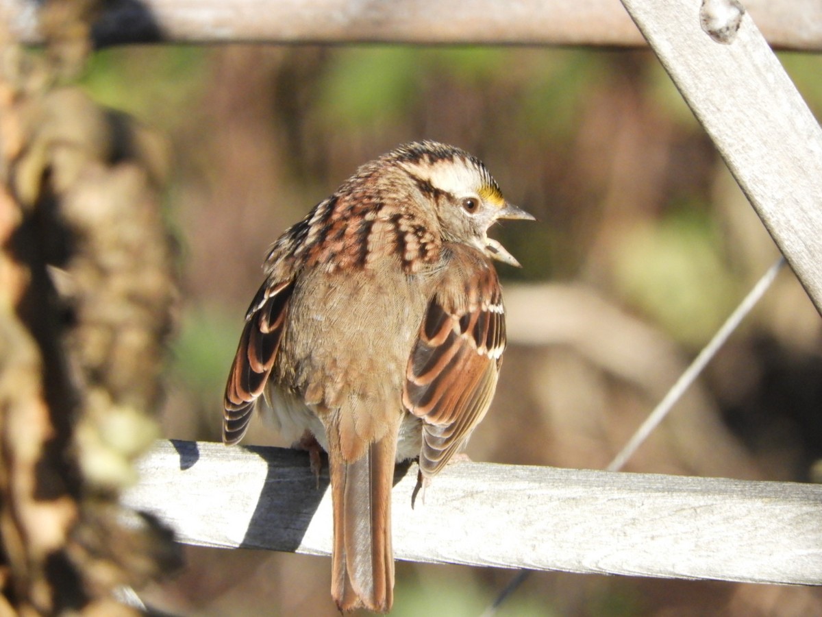 White-throated Sparrow - ML508181671