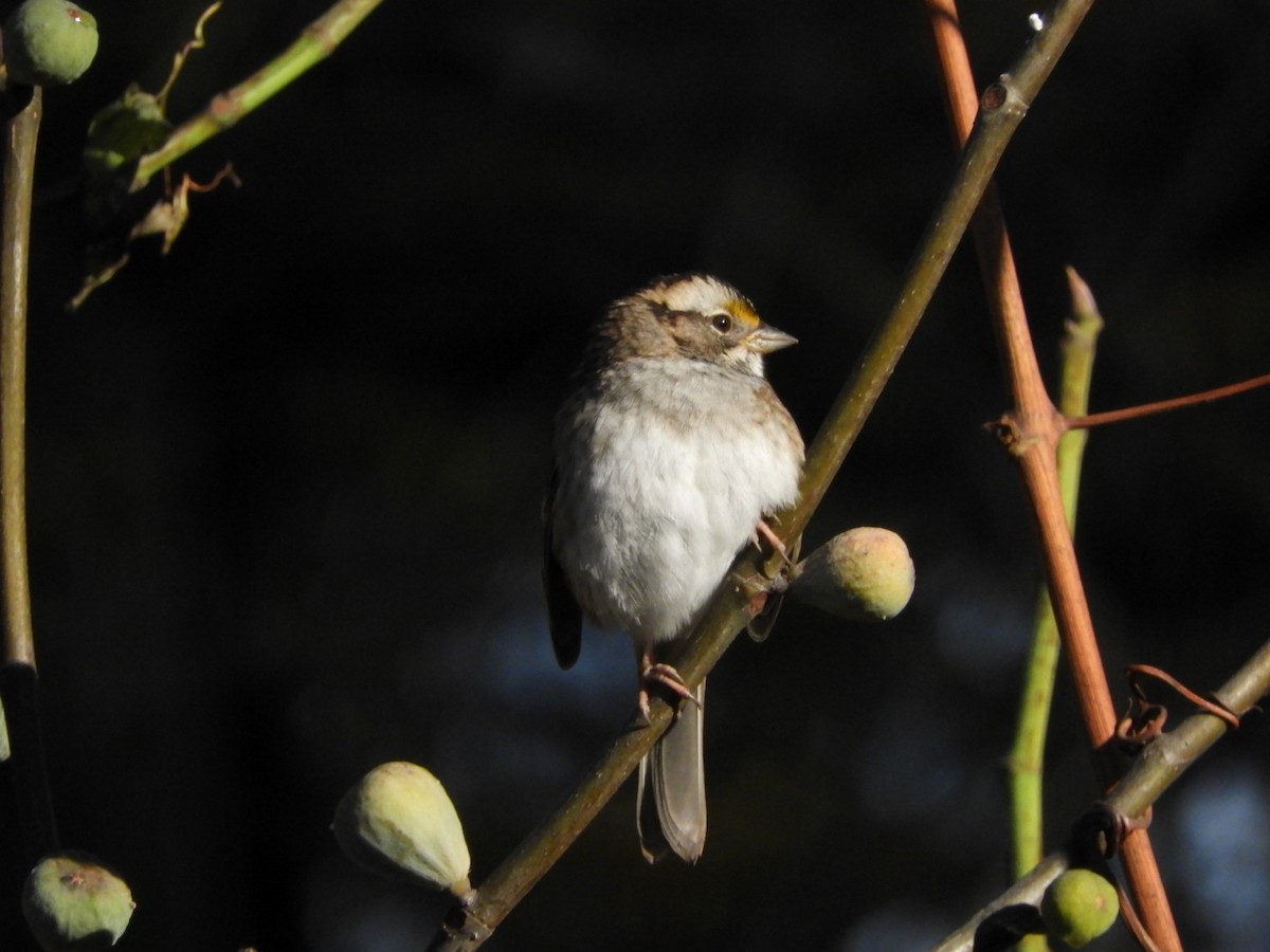 White-throated Sparrow - ML508181681