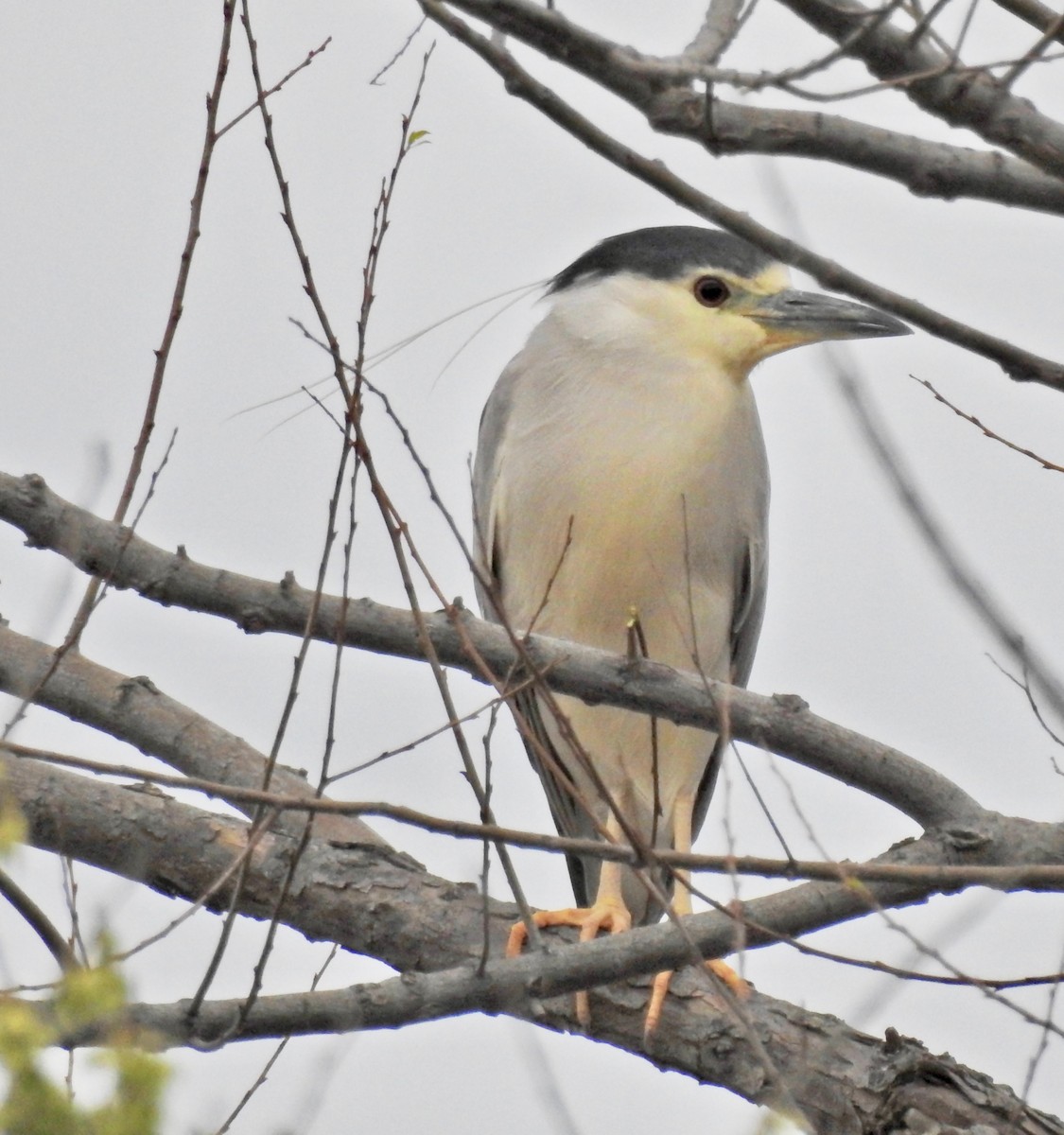 Black-crowned Night Heron - ML50818171