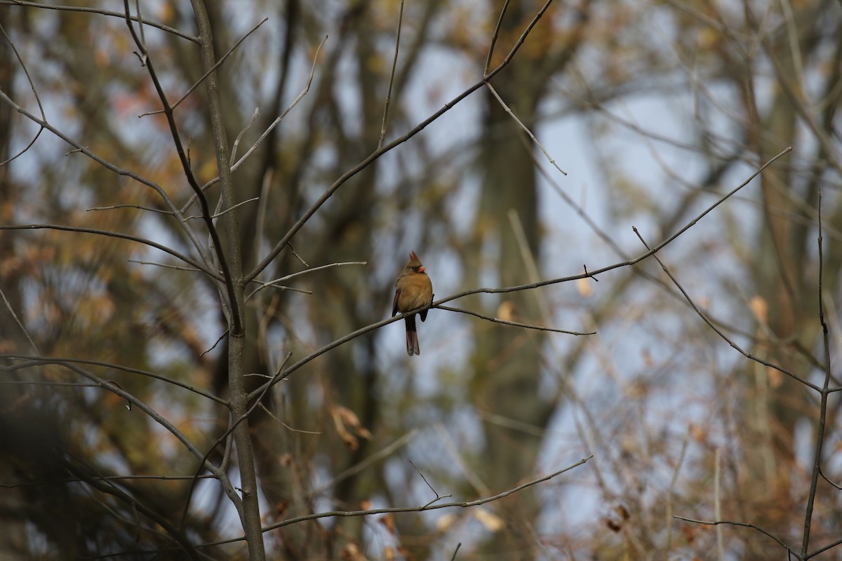 Northern Cardinal - ML508181931