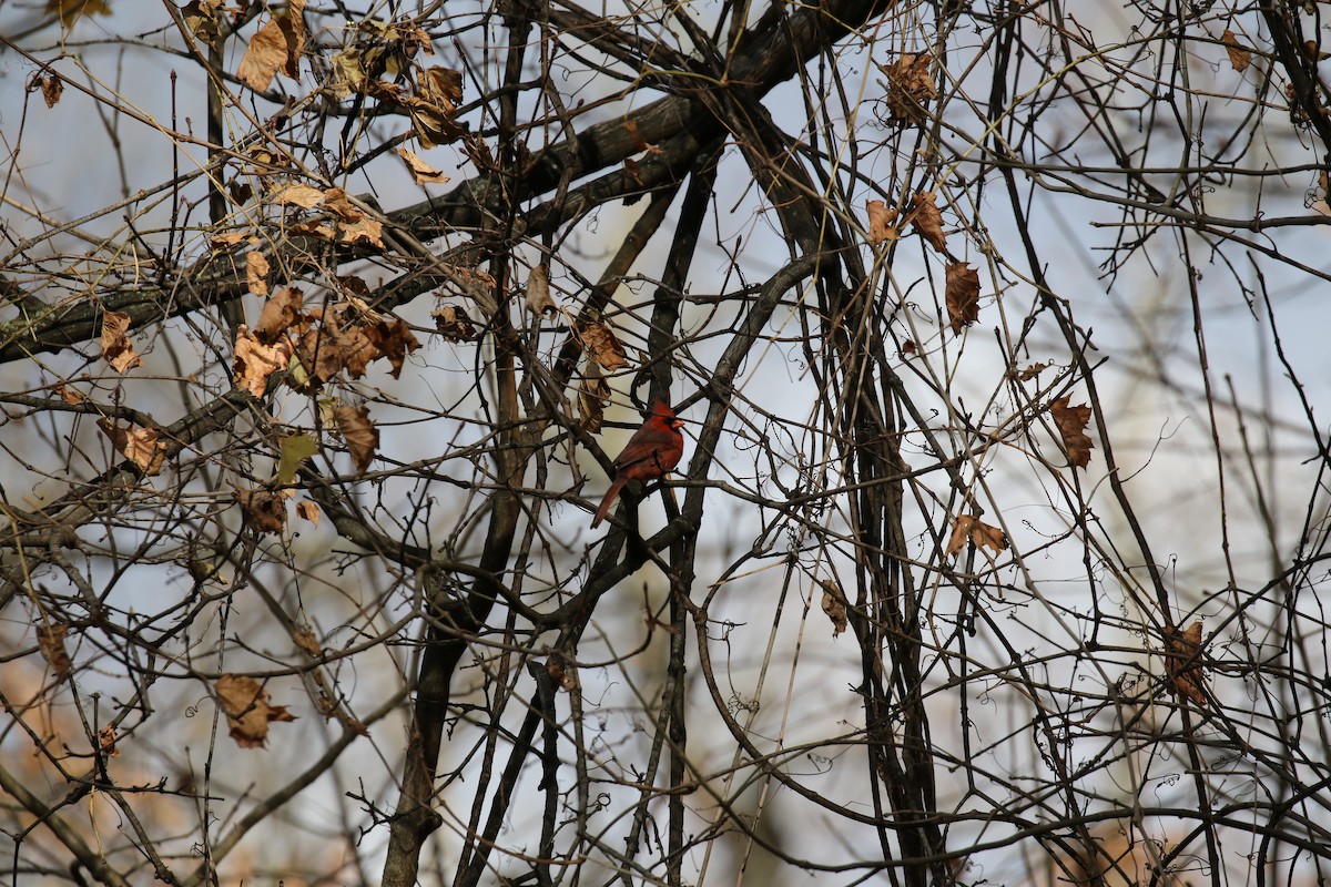 Northern Cardinal - ML508181941