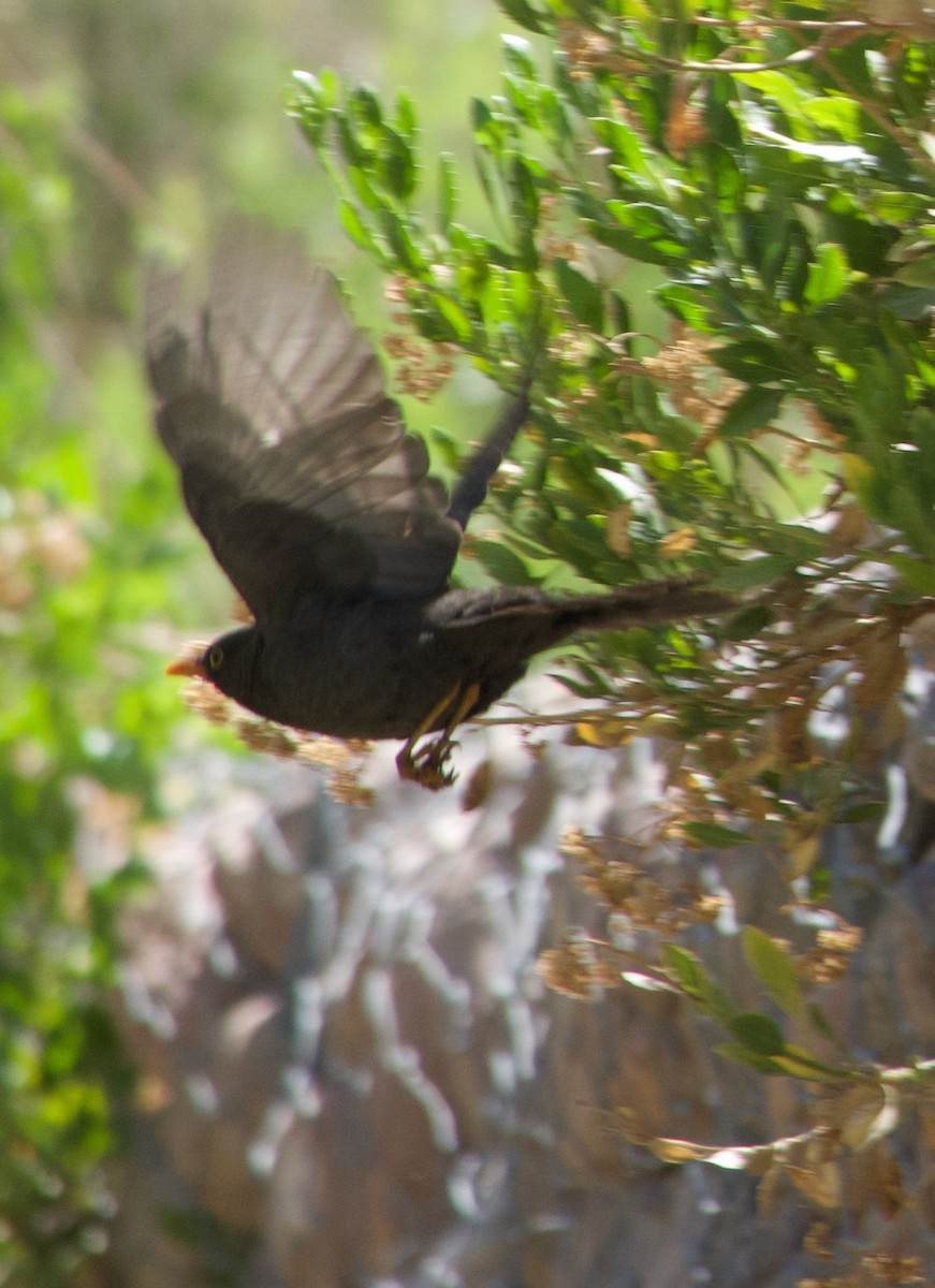 Chiguanco Thrush (anthracinus) - ML508182051