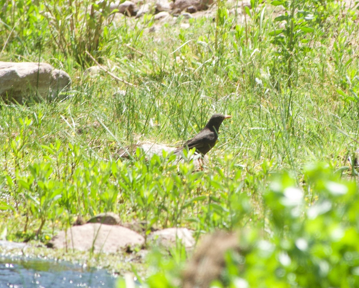 Chiguanco Thrush (anthracinus) - ML508182061