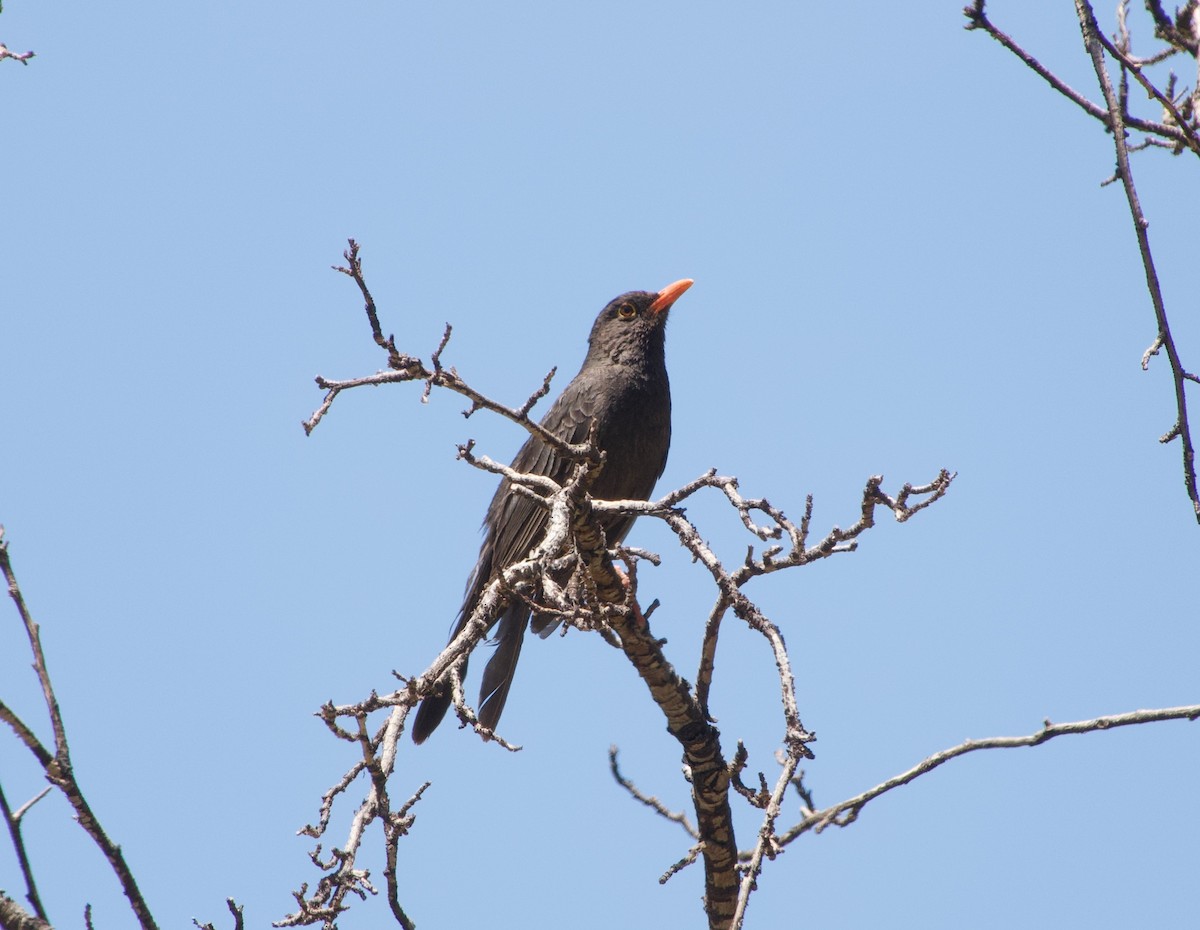 Chiguanco Thrush (anthracinus) - Steve Garrett