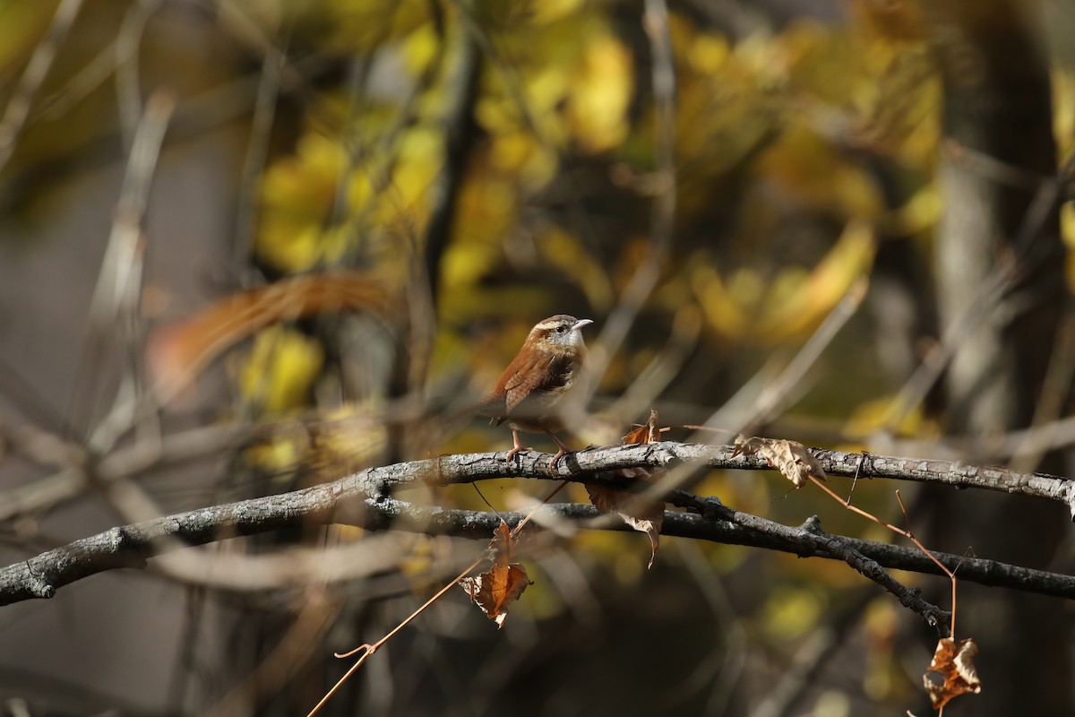 Carolina Wren - ML508182101