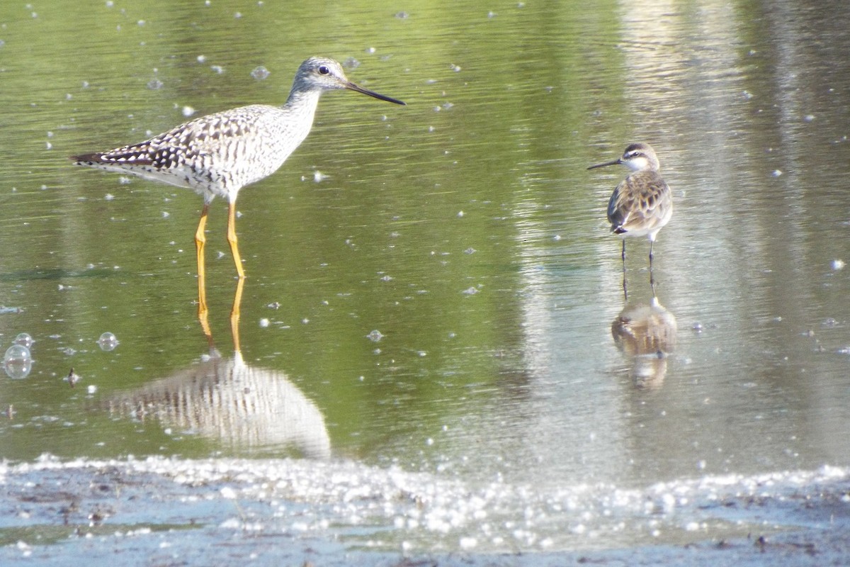 Wilson's Phalarope - Geoffrey Newell