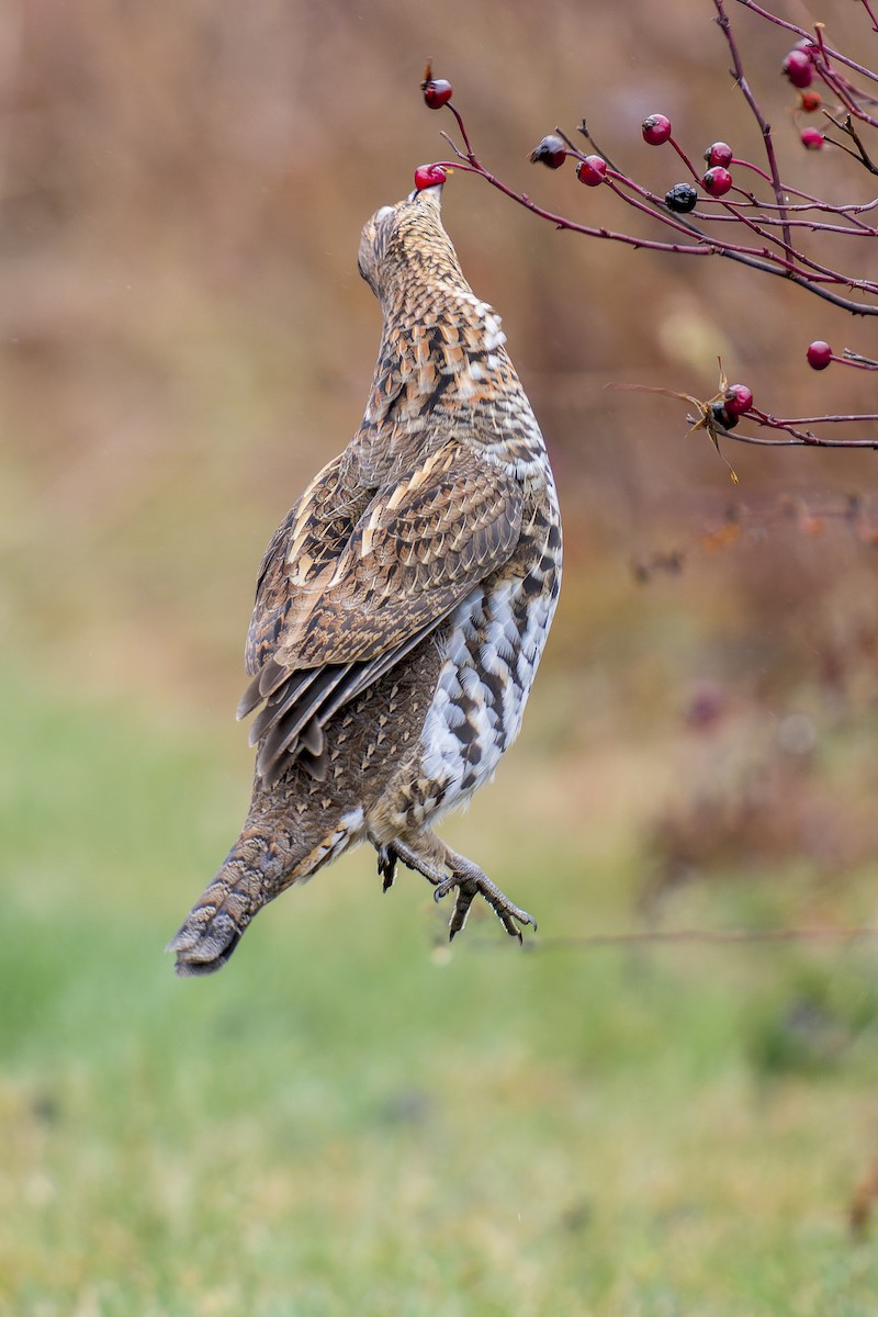 Ruffed Grouse - ML508183071