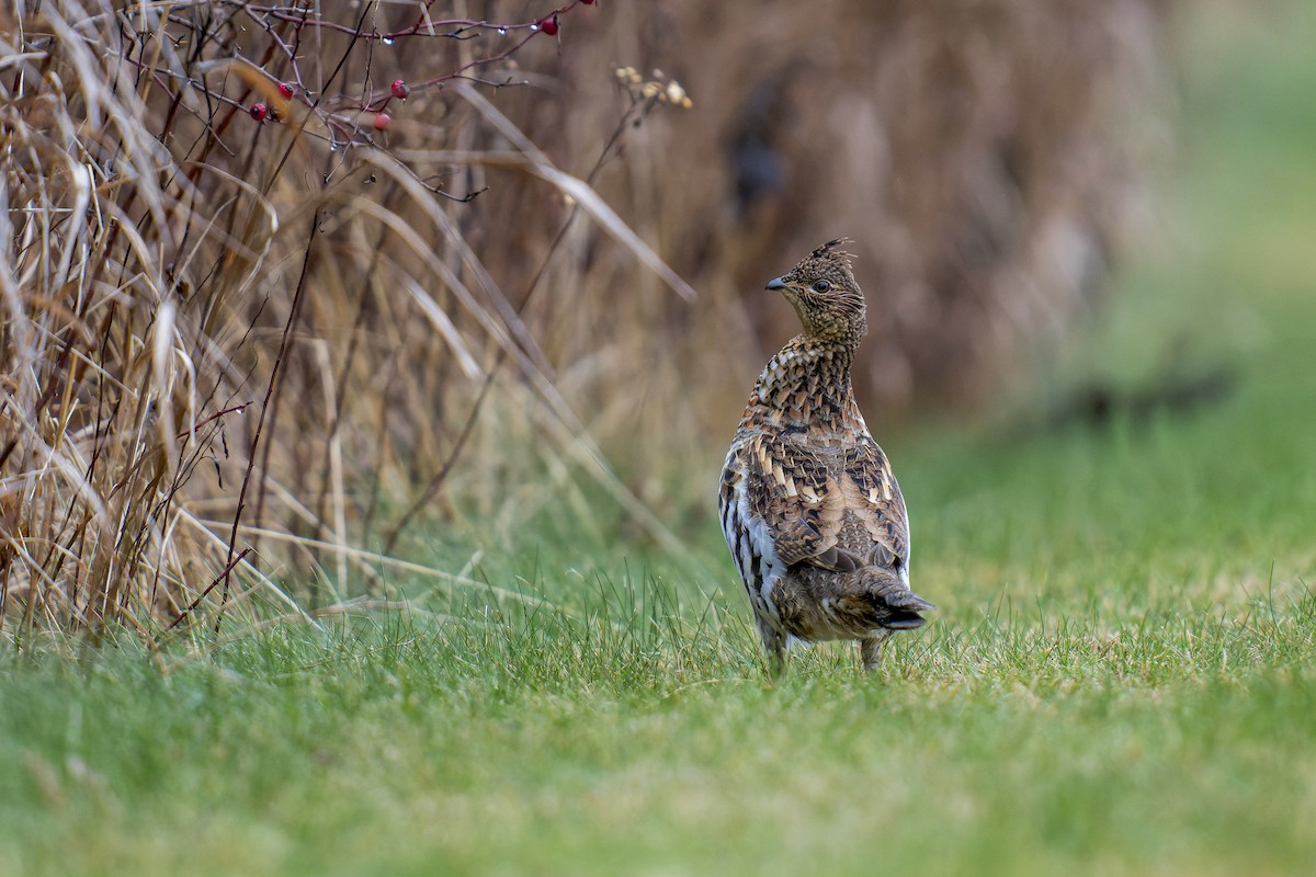 Ruffed Grouse - ML508183081