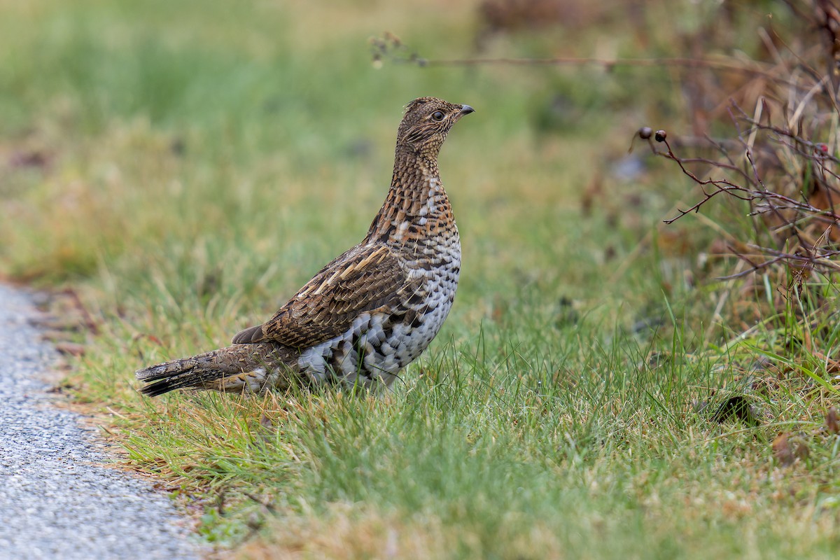 Ruffed Grouse - Clark Duff