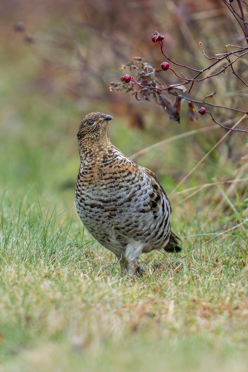 Ruffed Grouse - Clark Duff