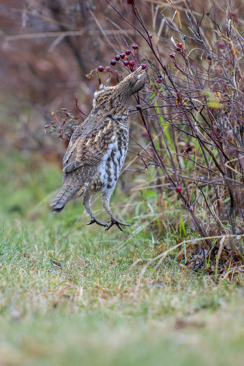 Ruffed Grouse - ML508183111