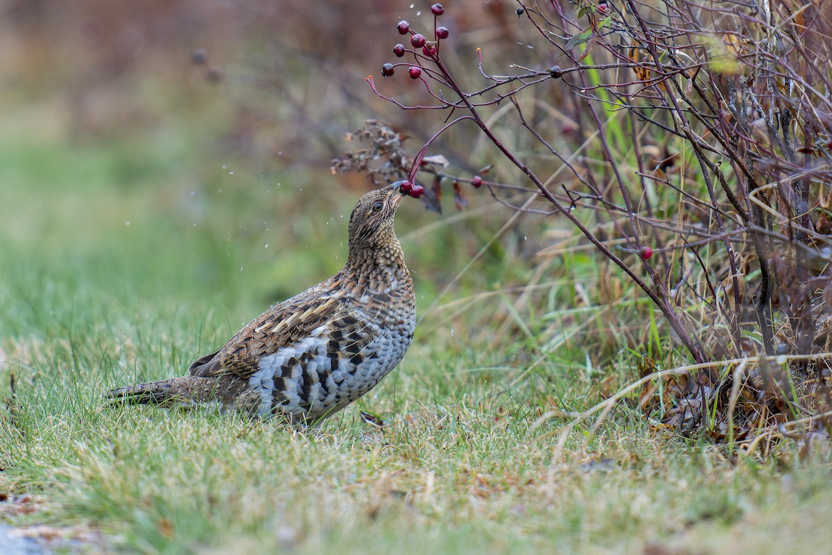 Ruffed Grouse - Clark Duff