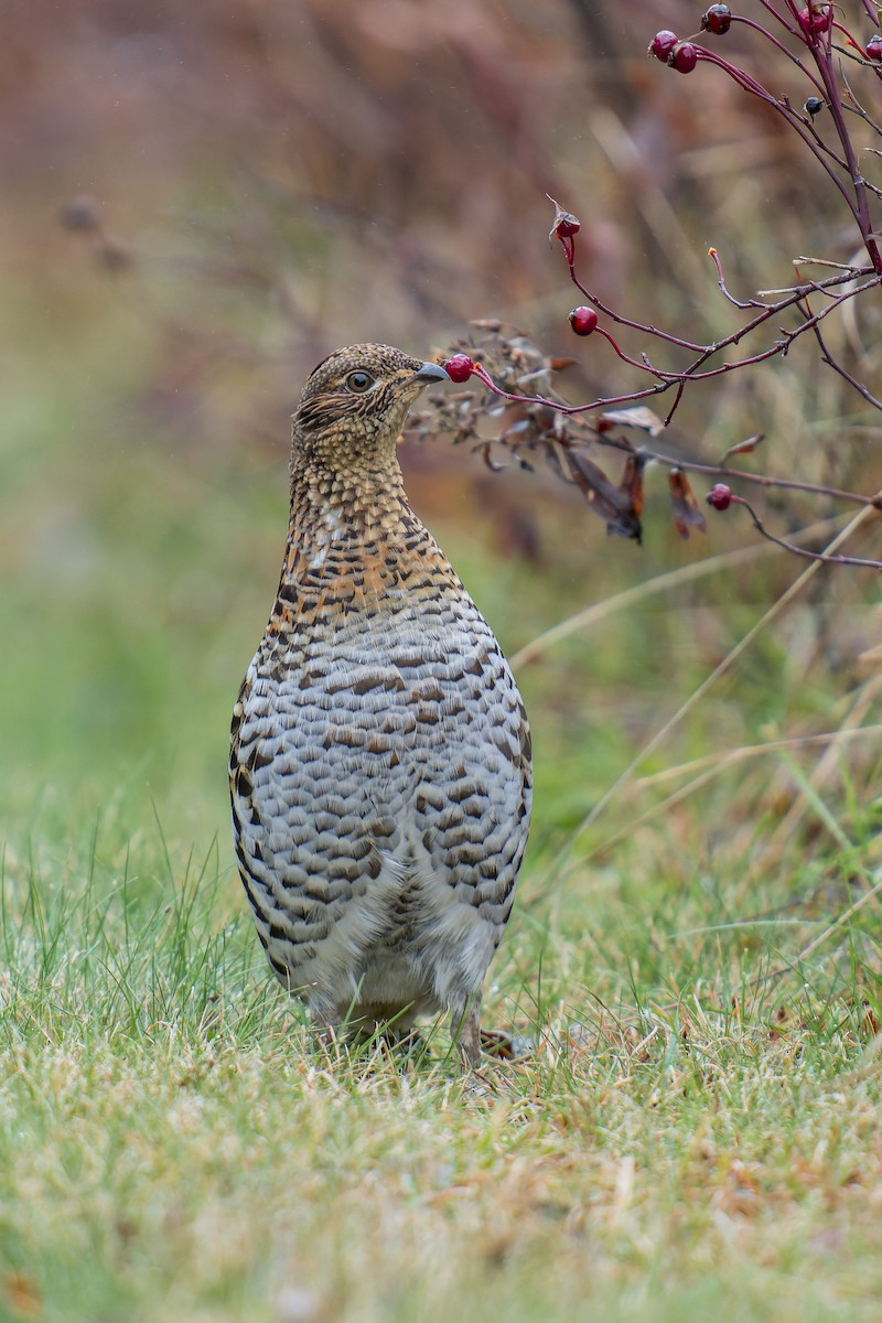 Ruffed Grouse - ML508183131