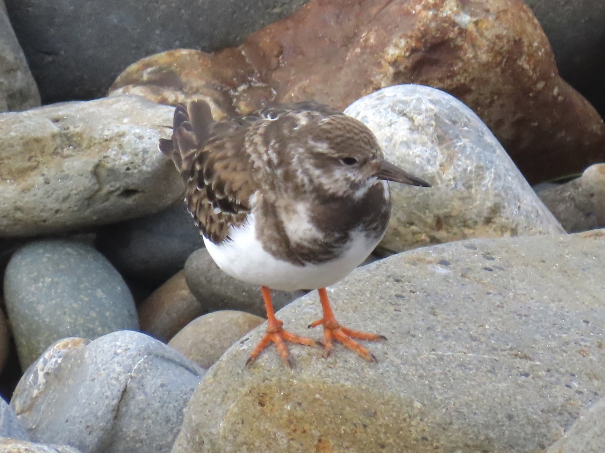 Ruddy Turnstone - ML508185061