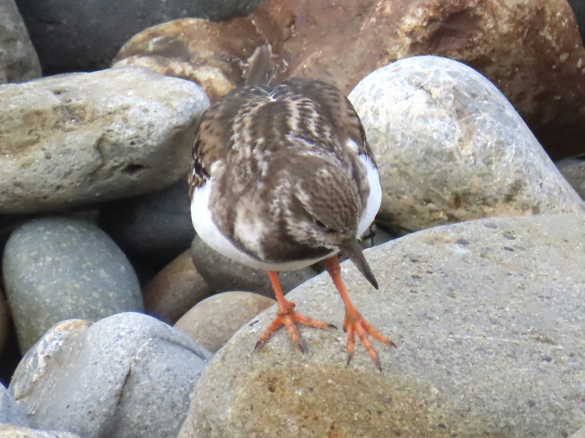 Ruddy Turnstone - ML508185071