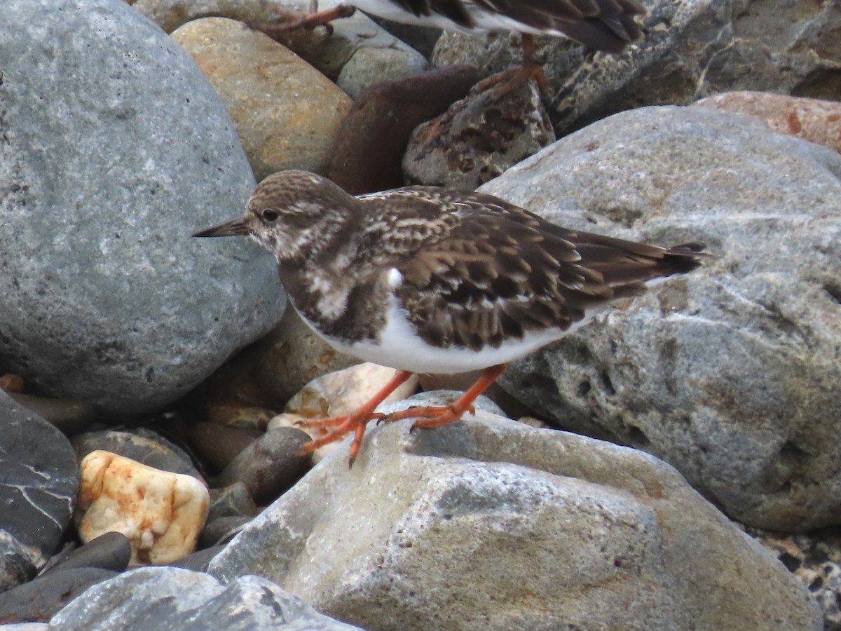 Ruddy Turnstone - ML508185081