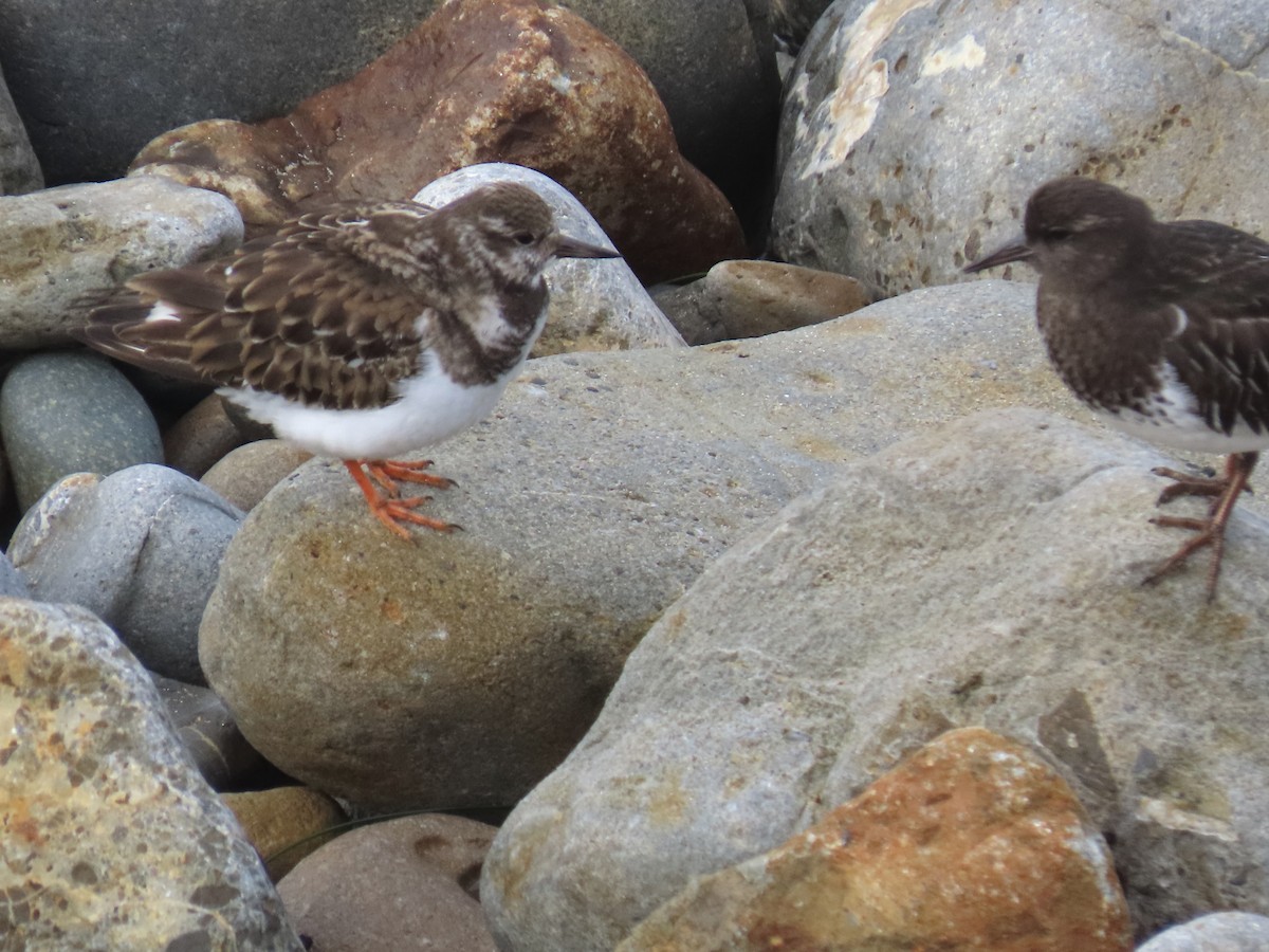 Ruddy Turnstone - ML508185091