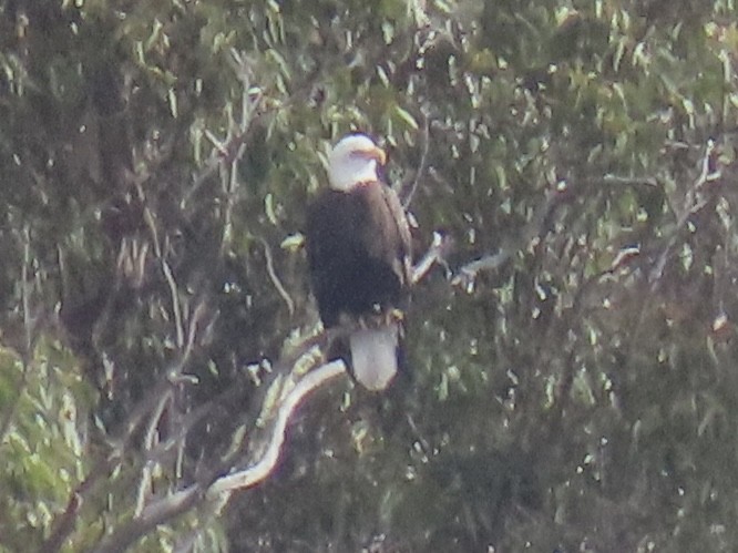 Bald Eagle - ML508185281