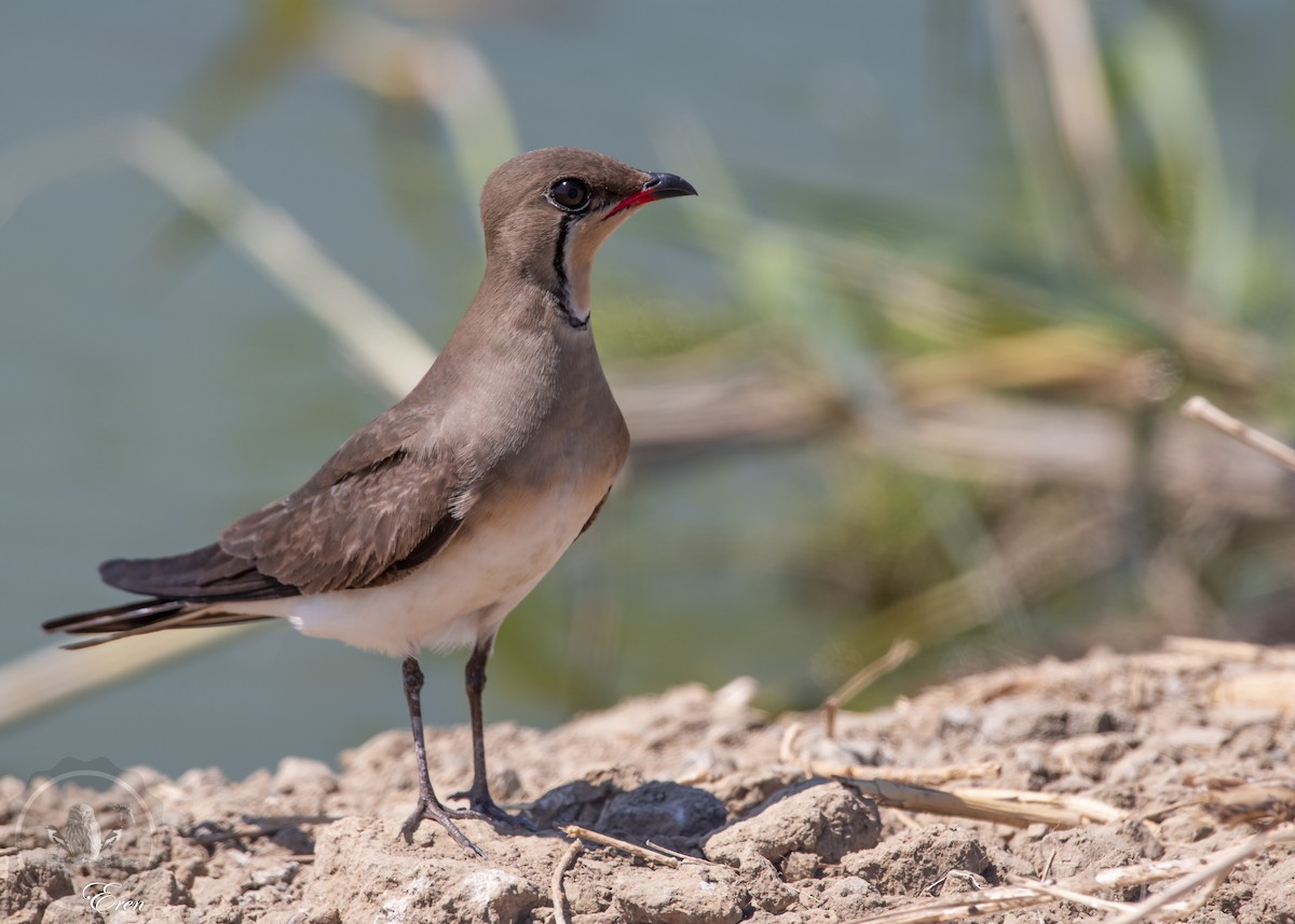 Collared Pratincole - ML508186611