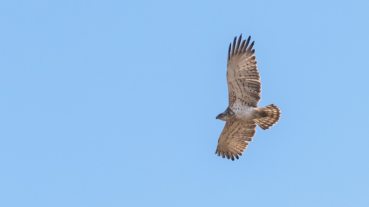 Short-toed Snake-Eagle - ML508188541
